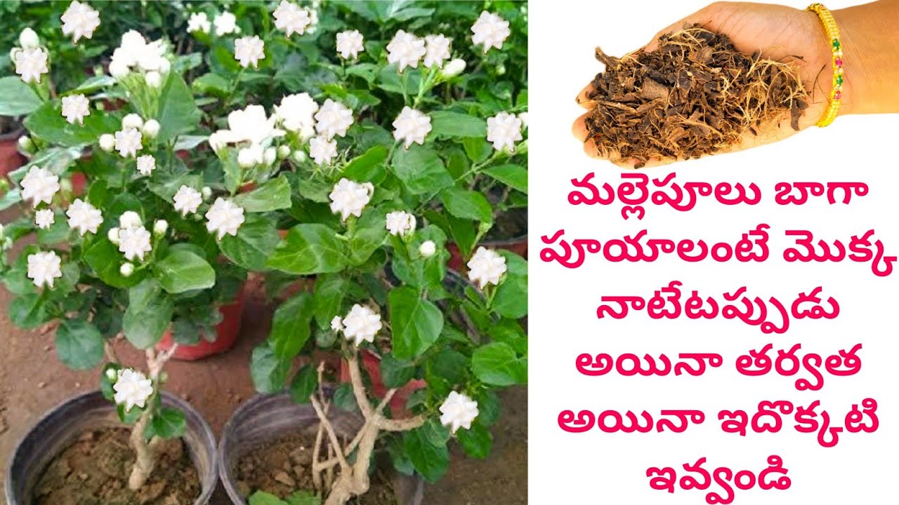 malle chettu ela penchali | jasmine plant growing tips | jasmine plant care | jasmine flower