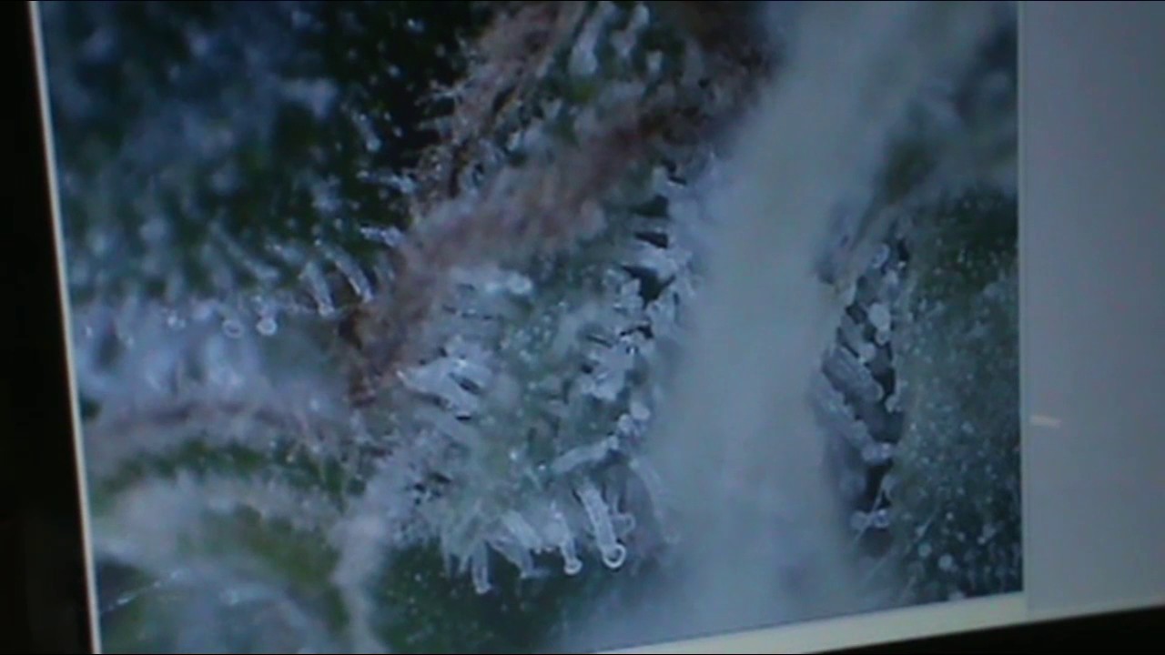 Checking Trichomes
