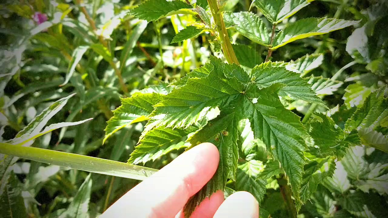 Meadowsweet cordial