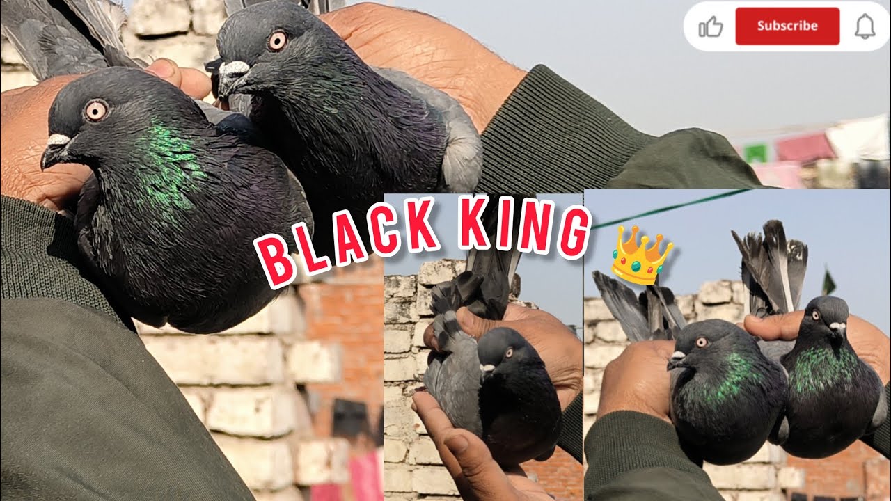 Black king 👑 shahjahanpuri kabootar for sale My contact number 7905602368