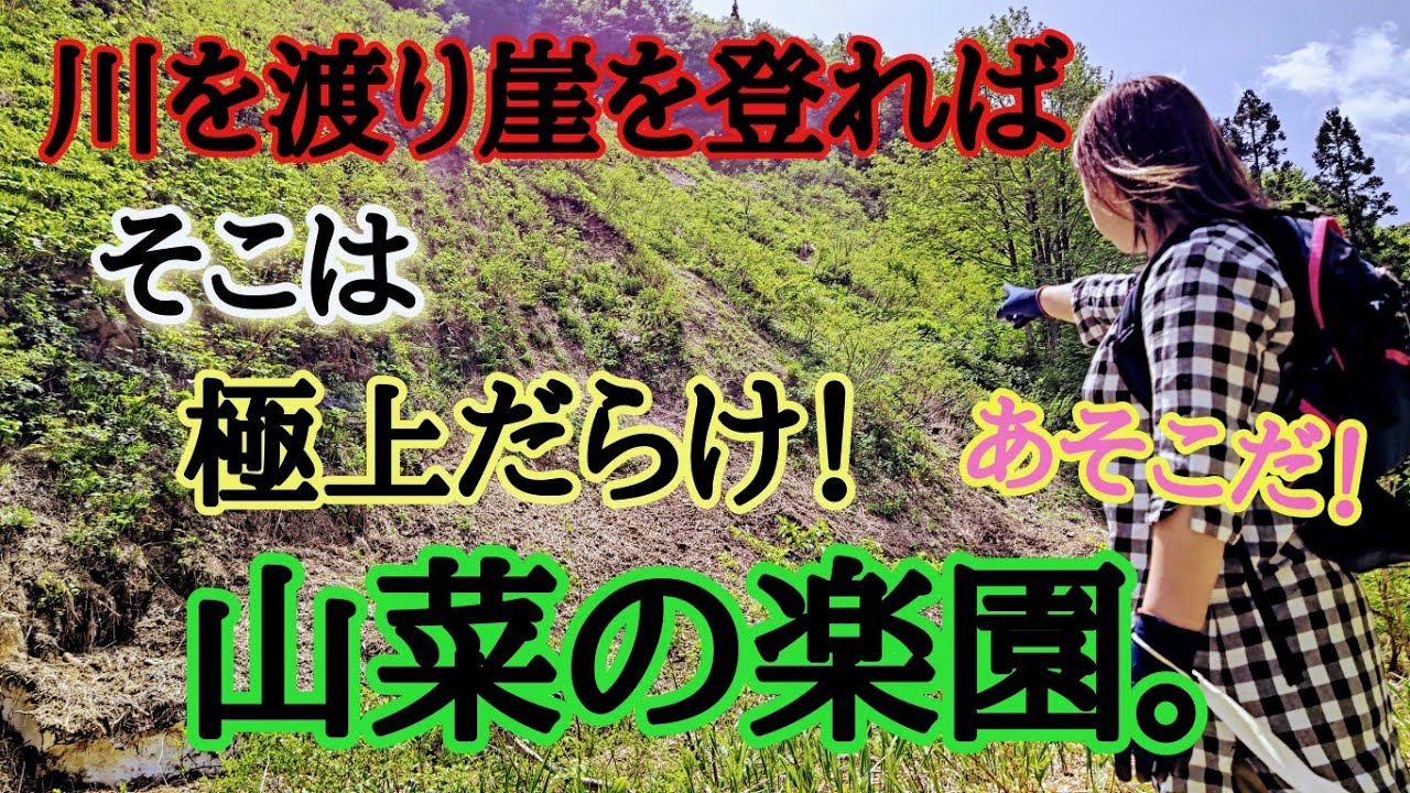 【山菜採り】超極上の山菜しか採れない❗❗そんな楽園が存在します。~山菜家族が行く~