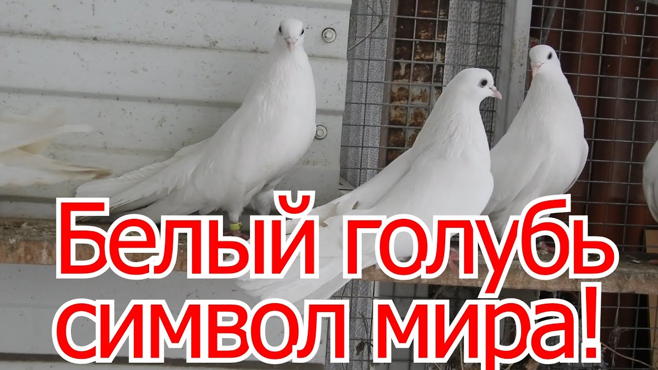 Белый голубь символ мира!