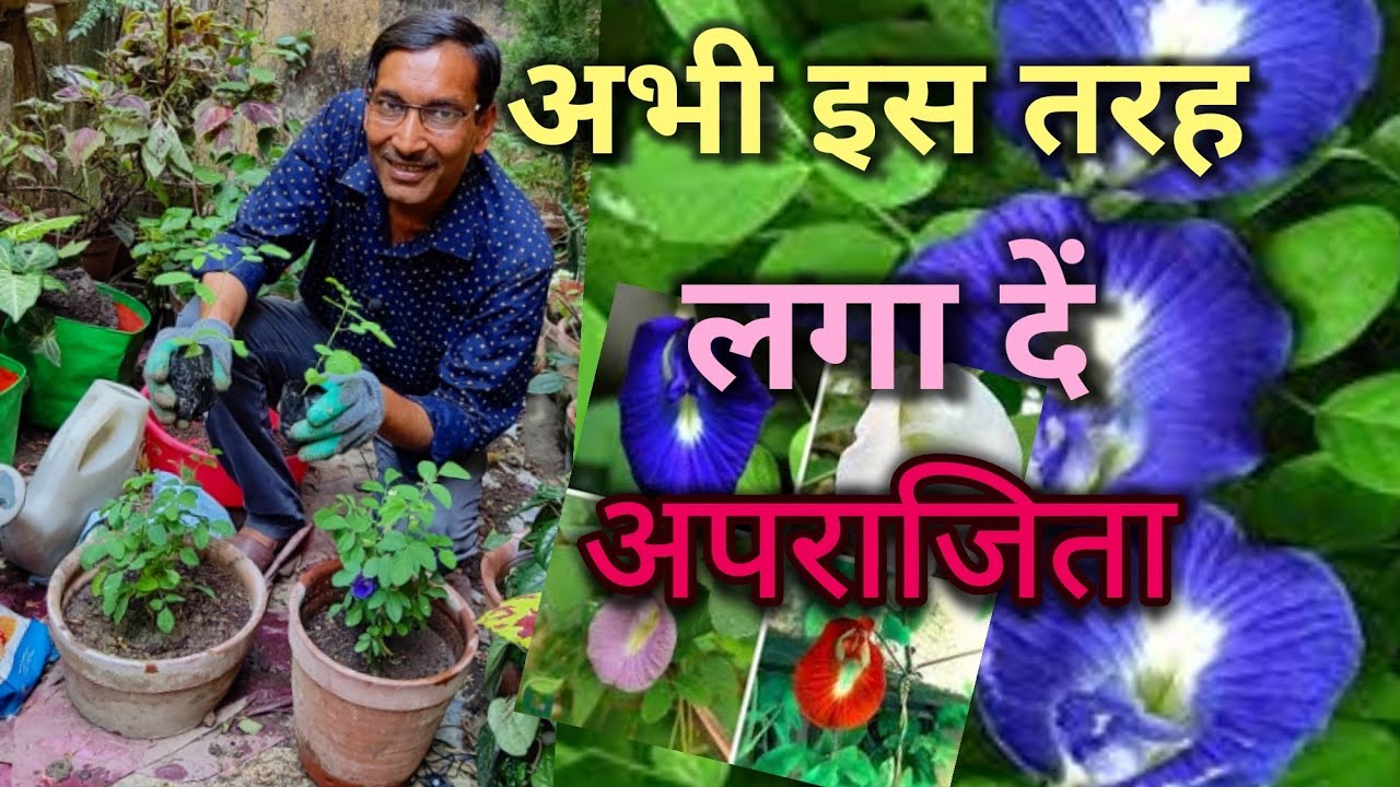 अभी इस तरह लगा दें अपराजिता, बाद में बहोत देरी हो जायेगी // Perfect Blue Pea Growing tips