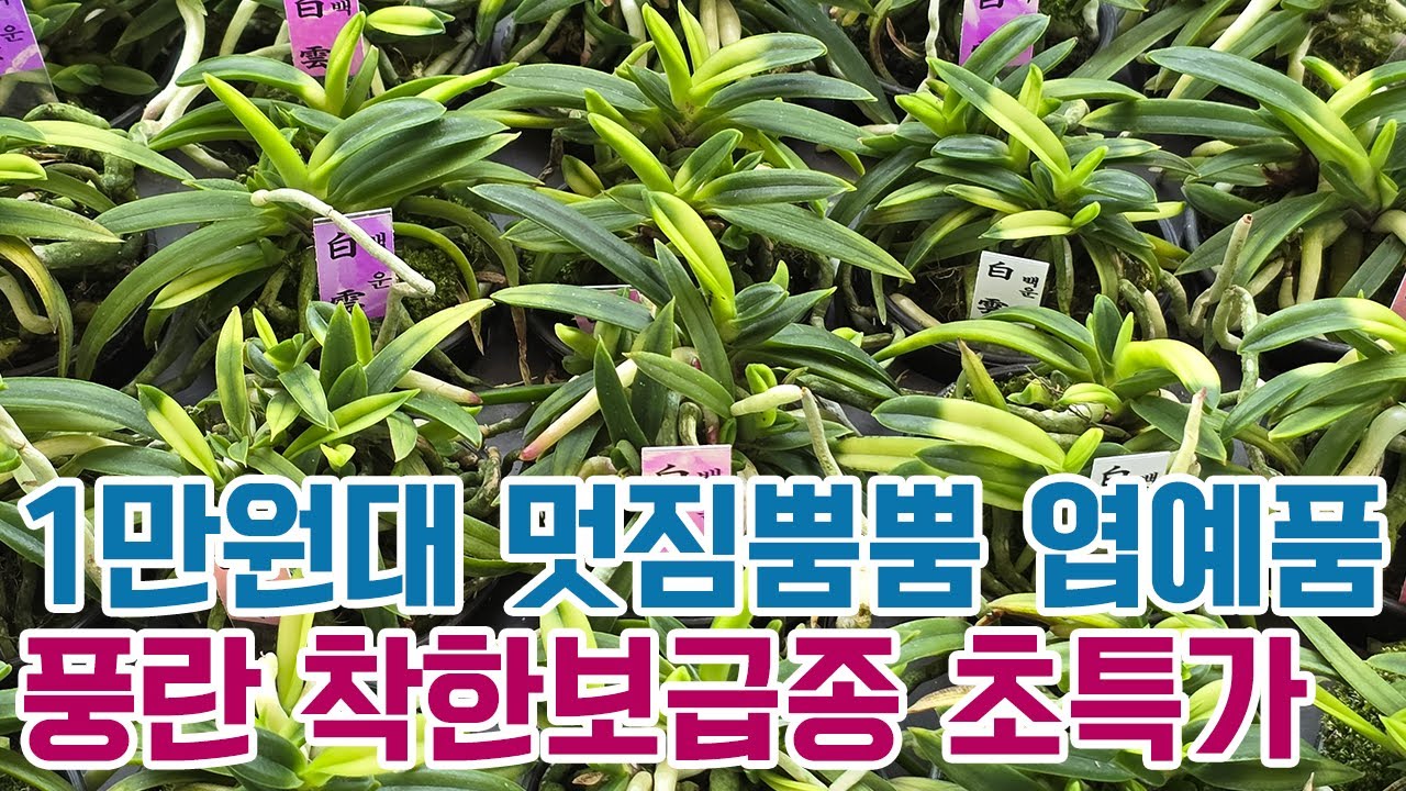 1만원대 멋짐뿜뿜 엽예품 풍란 착한보급종 초특가 (풍란부귀란) [꽃밭에서 난원]난초 난테크 희귀변이종 특가세일 입문자 착한가격 목석부작 분경 도시농부 반려식물 얼릉 업아가요!!