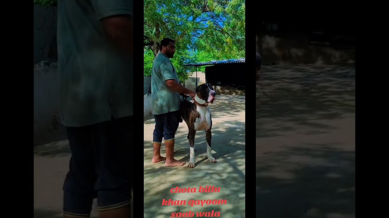 Big body structure and powerful dangerous dog 