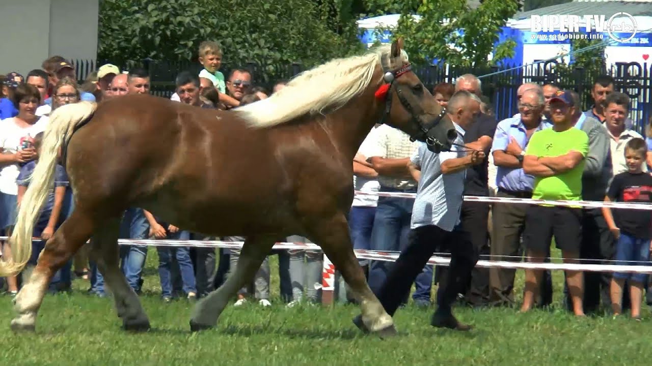 W Tucznej powstało terenowe koło białostockiego Związku Hodowc&oacute;w Koni Rasy Zimnokrwistej