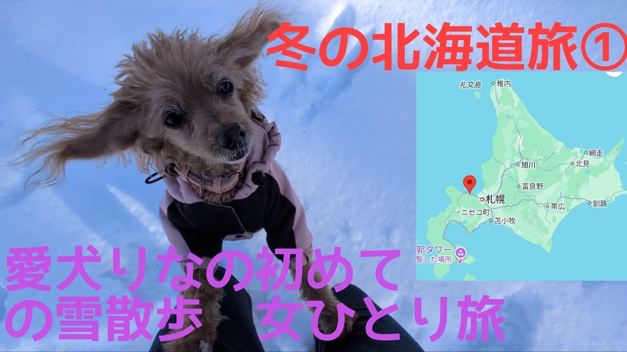 冬の北海道旅①愛犬りなの初めての雪散歩　女ひとり旅