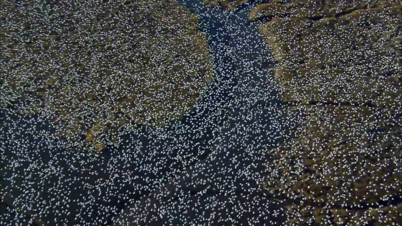 Planet Earth - Birds Scene