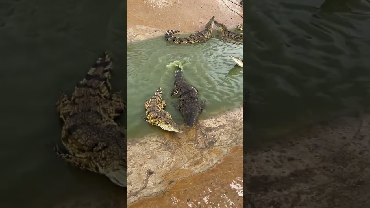 #crocodile