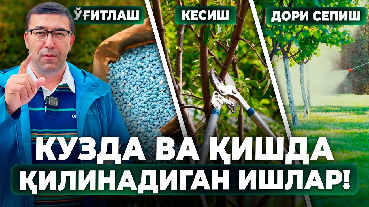 КУЗДА ВА ҚИШДА ҚИЛИНАДИГАН ИШЛАР - ЎҒИТЛАШ, КЕСИШ ВА ДОРИ СЕПИШ! | ШУҲРАТ АБРОРОВ #shuhratabrorov