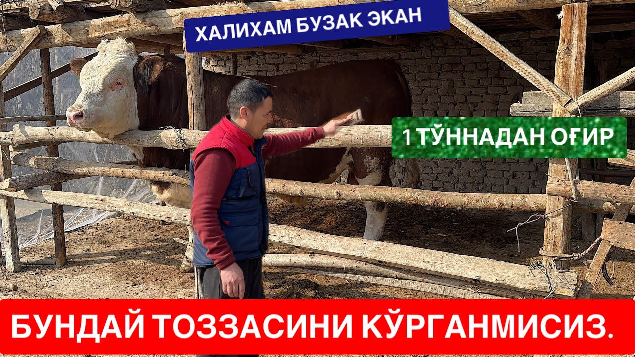 СИММЕНТАЛ ЗОТГА СЎРАГАНЛАР ШОШИЛИНГ. 