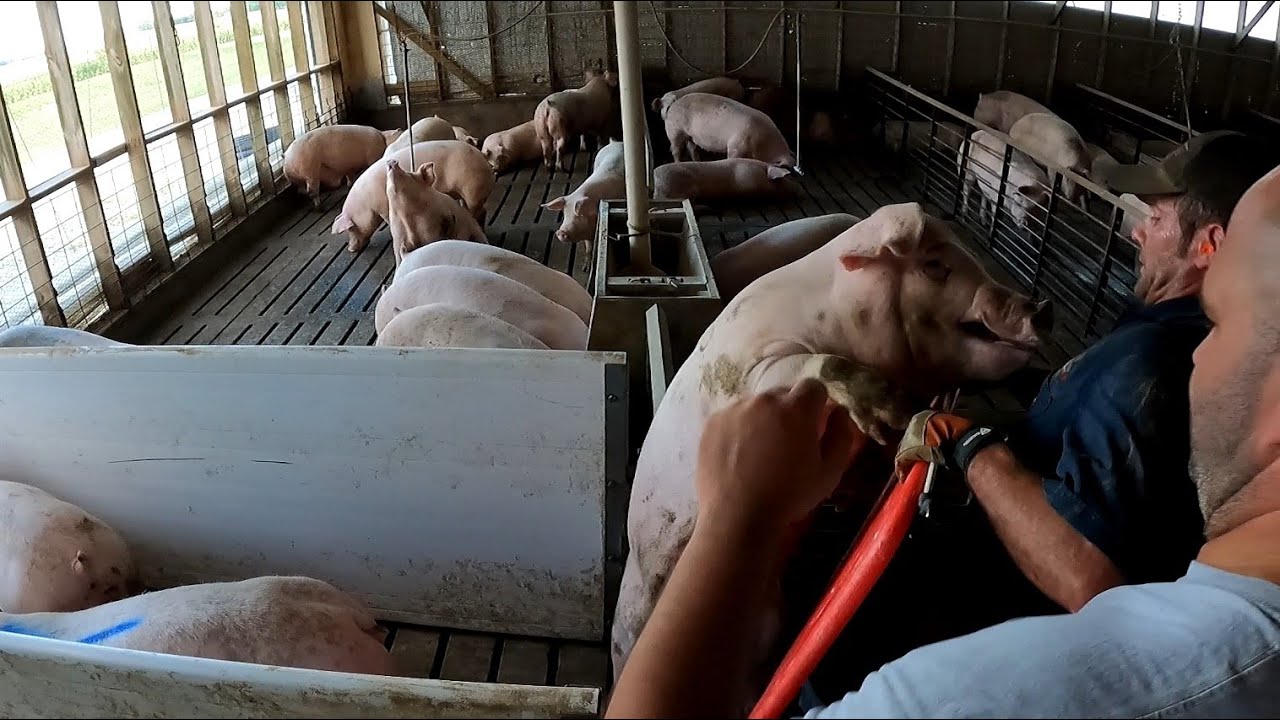 Its Time for some Hog Loading 101!