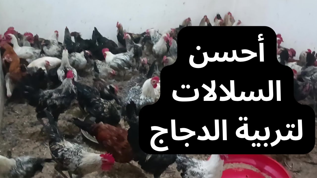 بيع دجاج الفيومي ودجاج خليط السلالات: الجودة والعناية الفائقة في المغرب للتواصل  0668762975
