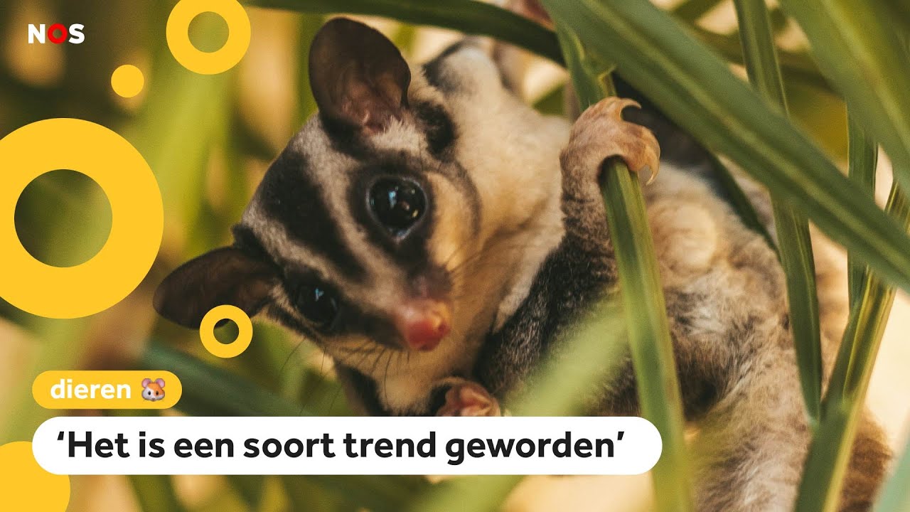Steeds meer suiker-eekhoorns in de opvang