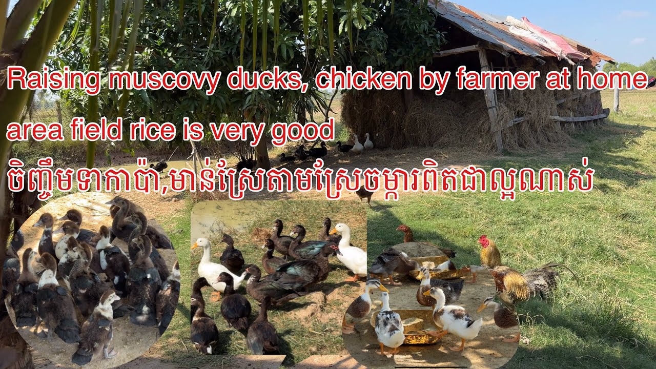 Raising muscovy ducks​ by farmer at home area field rice is very goodចិញ្ចឹមទាកាប៉ានៅស្រុកស្រែគឺល្អ