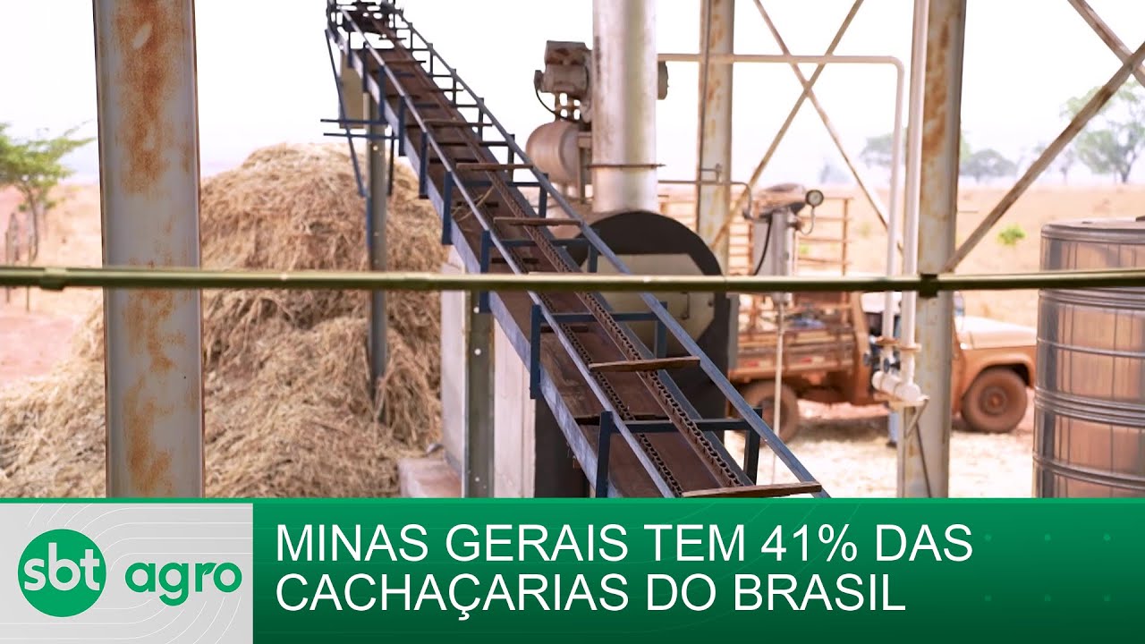 SBT Agro 04/11/2024: Minas Gerais é referência no setor de cachaça no Brasil