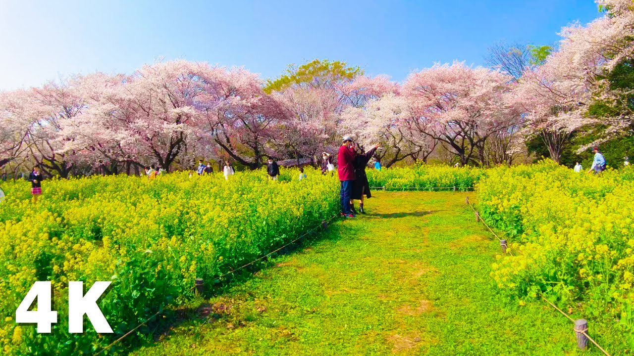 Tokyo Showa Kinen Park Sakura and Tulip 昭和記念公園の散歩
