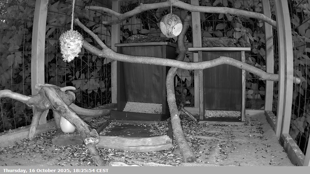 LIVE: Bird Feeder TV. Relaxing bird watching for you and your pet(s).