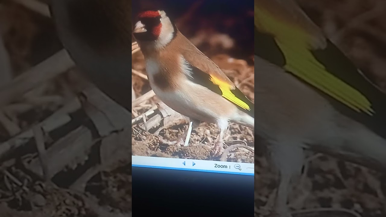 احسن شون لتلقام معنى لخلوي ومعنى ارموني خلوية