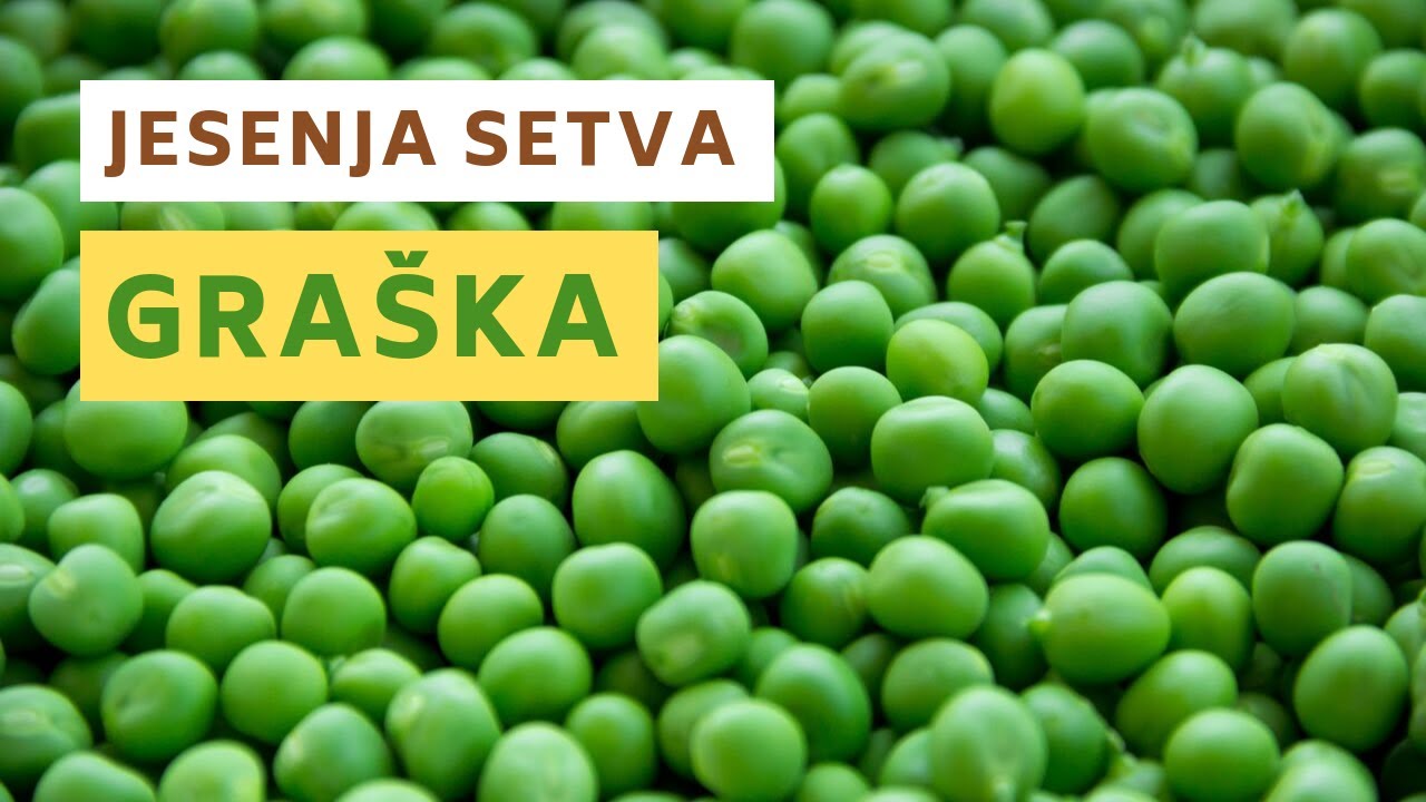 Jesenja setva gra&scaron;ka - veći kvalitet i bolji prinos
