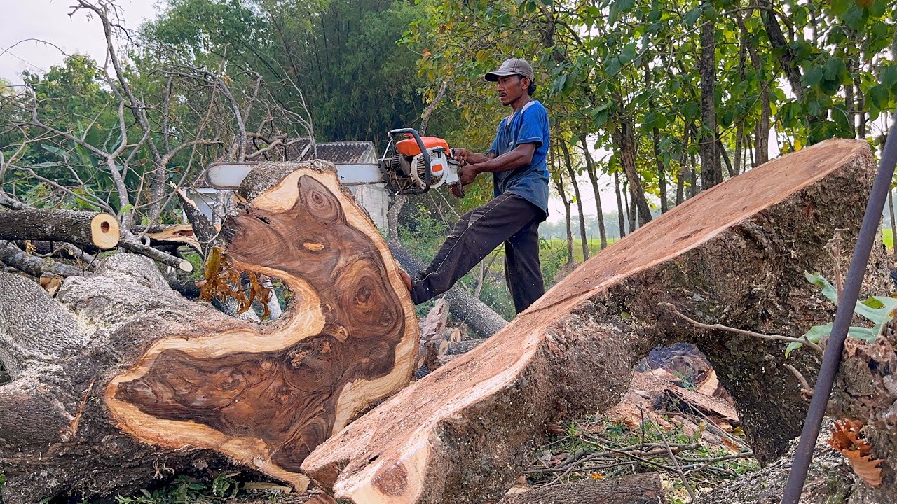 Incredible... Logging of old trembesi trees, Stihl ms 881 & Stihl ms 070.