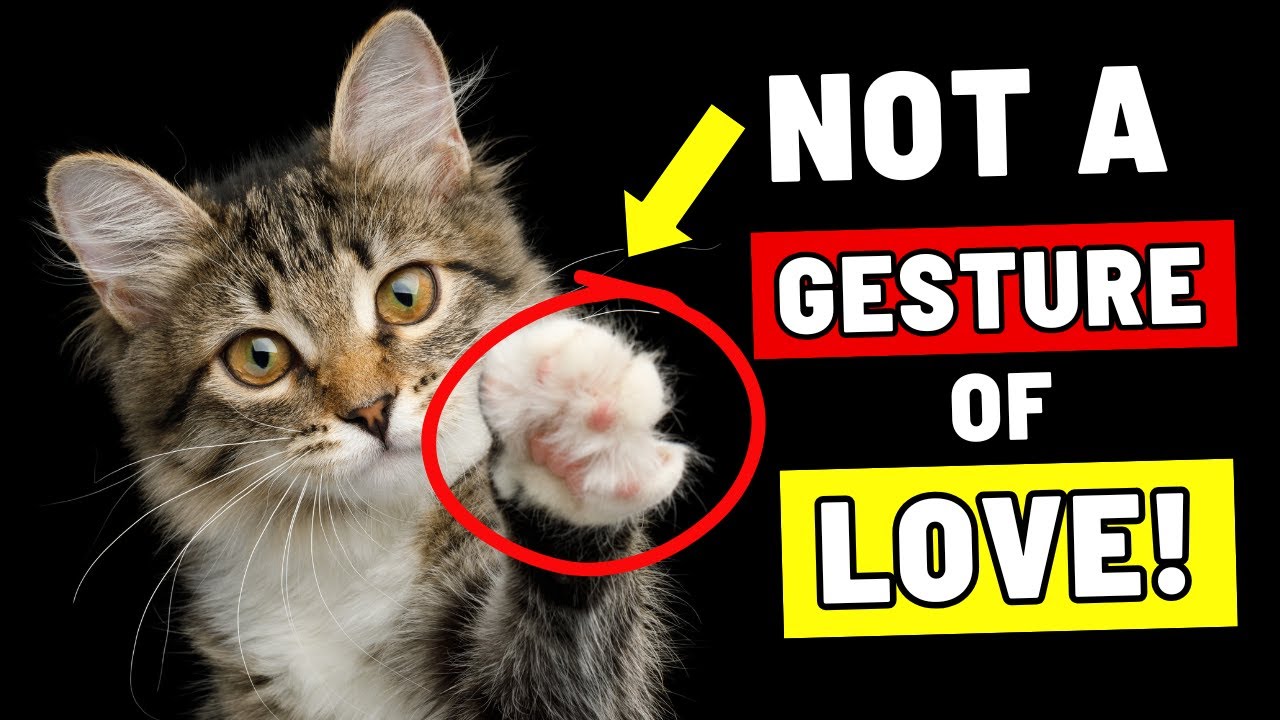 Does Your Cat Put Their Paw On You? - 8 Reasons You Should Know