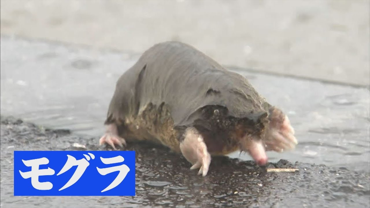 大雨の現場で住処を追われたモグラに遭遇！水たまりに転落し溺れていたので救助することに…