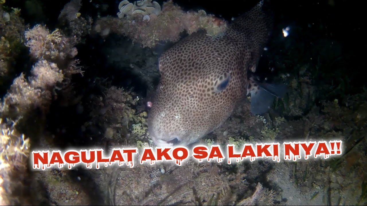 Kinabahan Ako.! Akala ko kung Anong malaking isda na.!! / Night Spearfishing Adventure