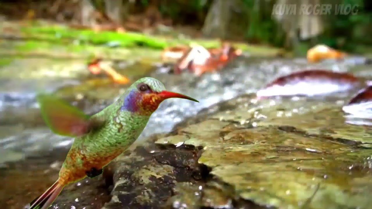 Relaxing Piano Music, Sleep Music, Water Sounds, Relaxing Music bird, Meditation Music