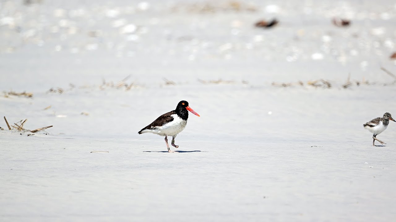 An American Oystercatcher Story