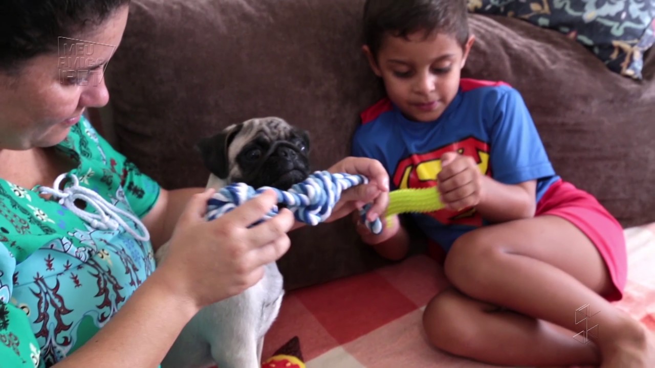Alfredo: veja como ensinar seu cachorro parar de morder
