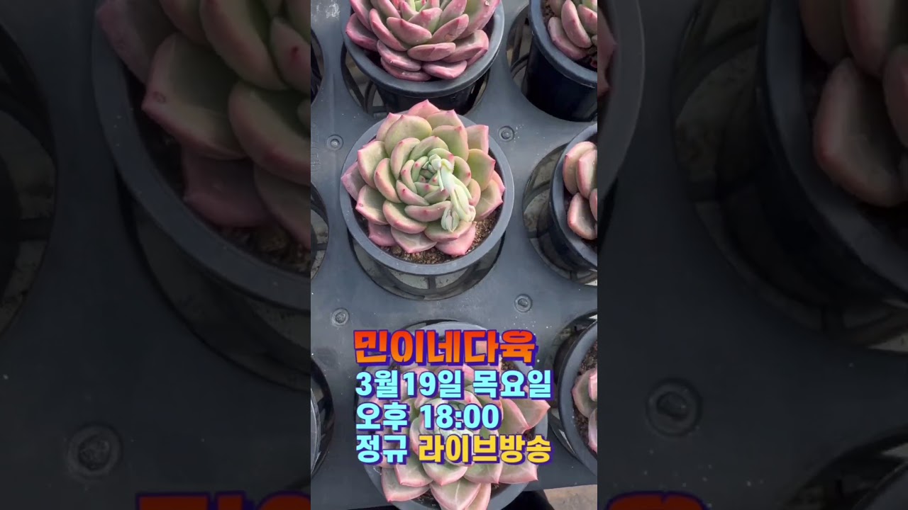 민이네다육 3월19일 목요일 오후 18:00 라이브방송 예고😍 특가다육,국민다육,수입다육 등 다양하게 준비하여 찾아뵐게요😊