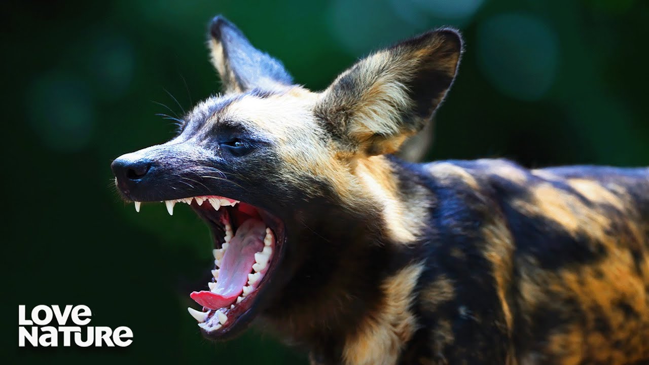 Wild Dogs S2: Pack vs Pride | FULL SEASON MARATHON