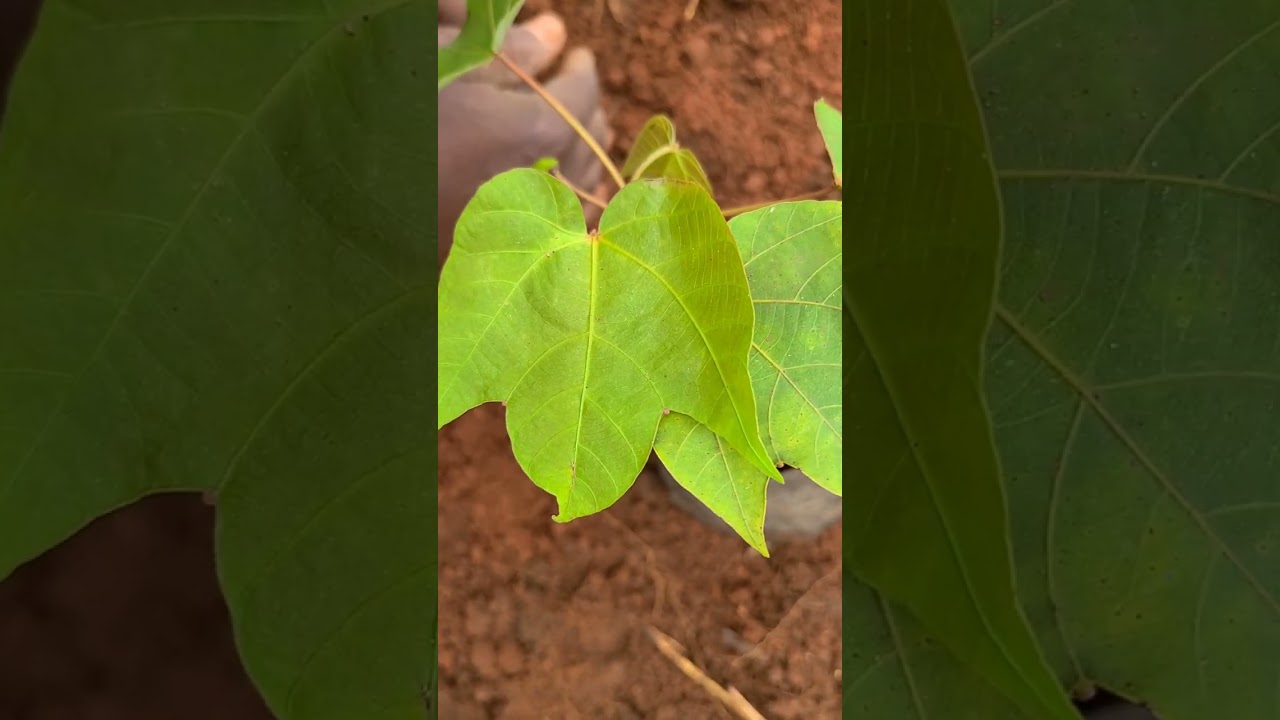 planting ten hectares of njangsa seedlings at Mbandjock in the center region of Cameroon