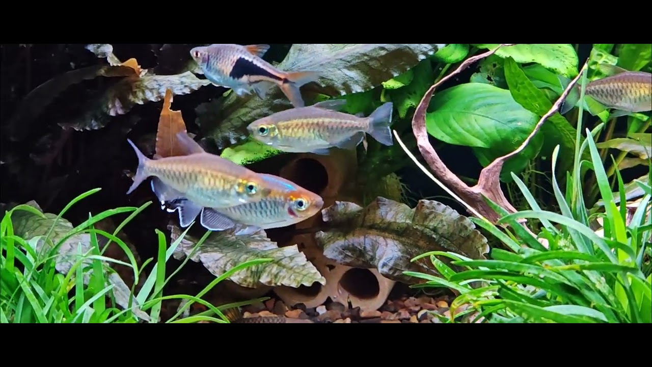 Tetra Congo.