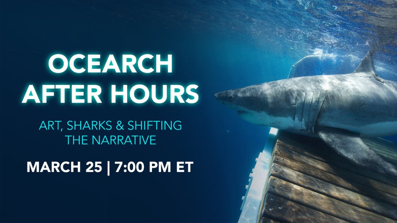 OCEARCH After Hours: Art, Sharks & Shifting the Narrative