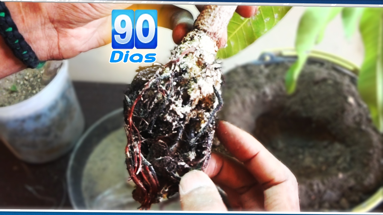 Como Retirar Alporquia e Dicas (90 Dias Depois)