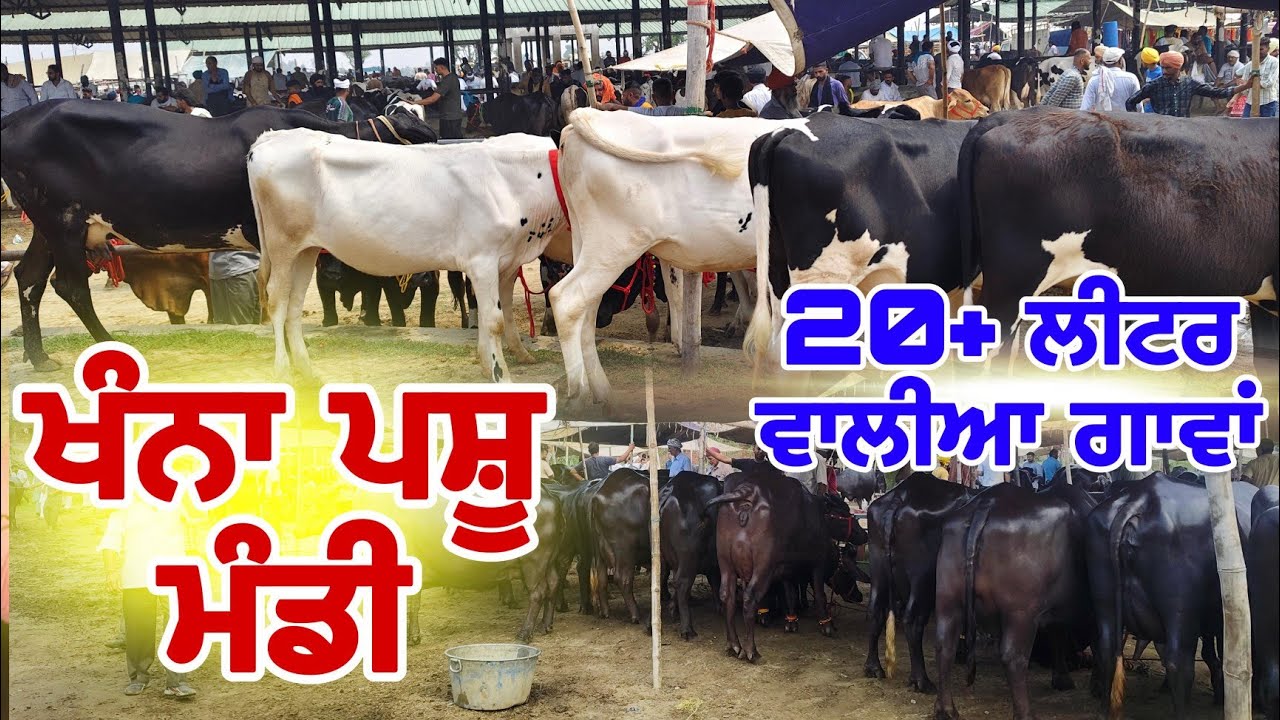 ਖੰਨਾ ਪਸ਼ੂ ਮੰਡੀ | khanna pashu mandi | khanna pashu mandi 2025 #mandi