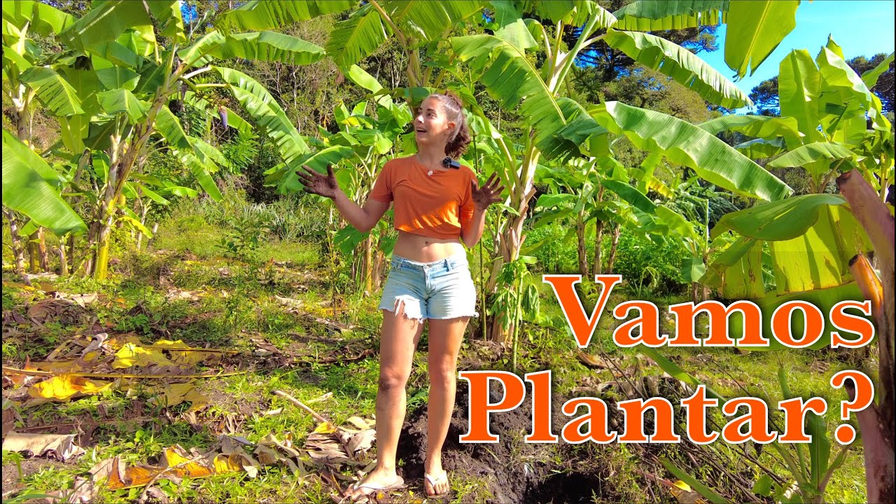 Viva a BIODIVERSIDADE: Plantando Cambuci, Tucaneira e Cacau