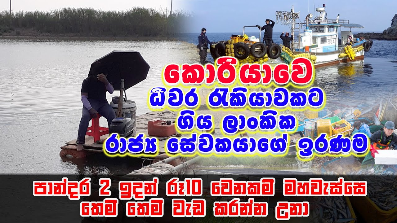 #fishing industry in south Korea   නාවික හමුදාවෙන් අයින්වෙලා කොරියාවෙ ධීවර රැකියාවට ආවෙ