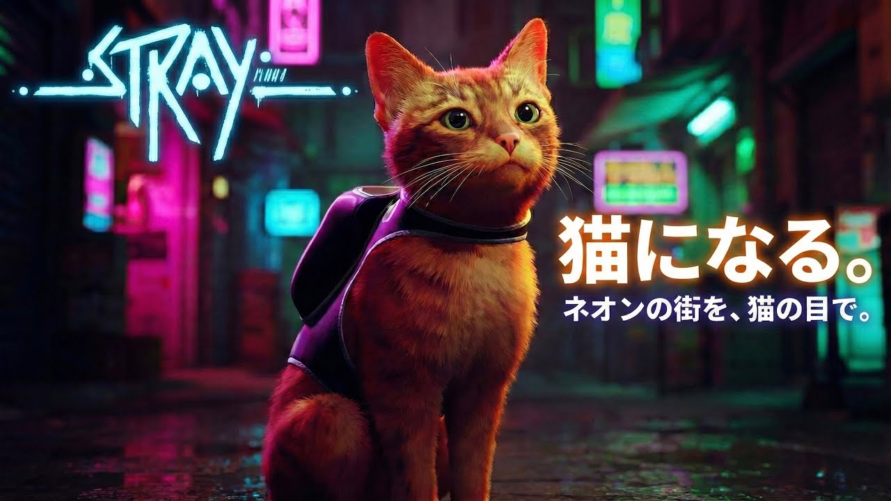 【stray】迷子猫。