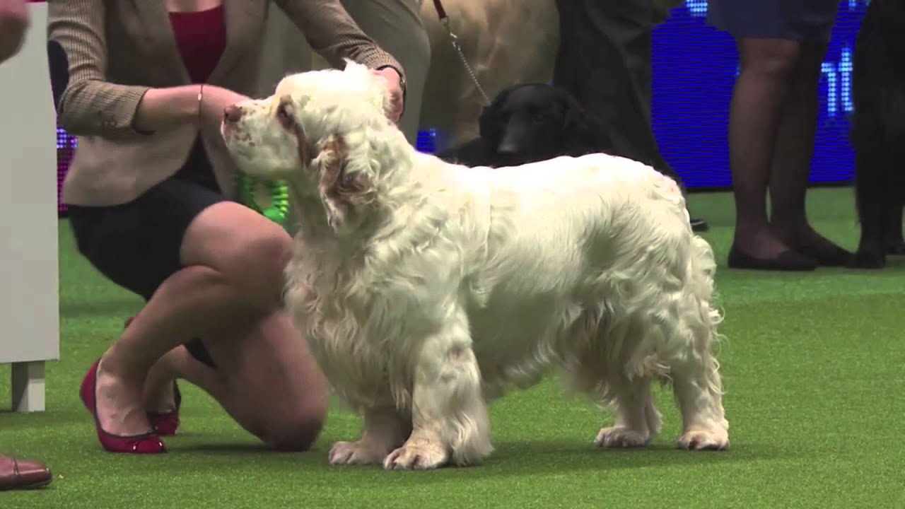 Crufts 2015 Clumber Spaniel