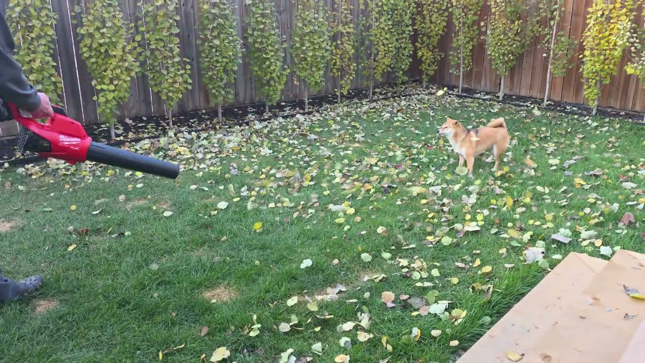 Shiba Inu vs Leaf Blower Battle!