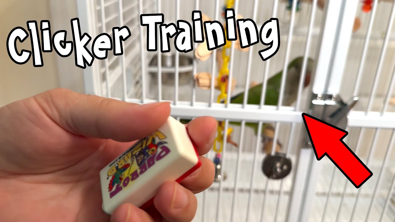 Quaker Parrot Clicker Training Introduction