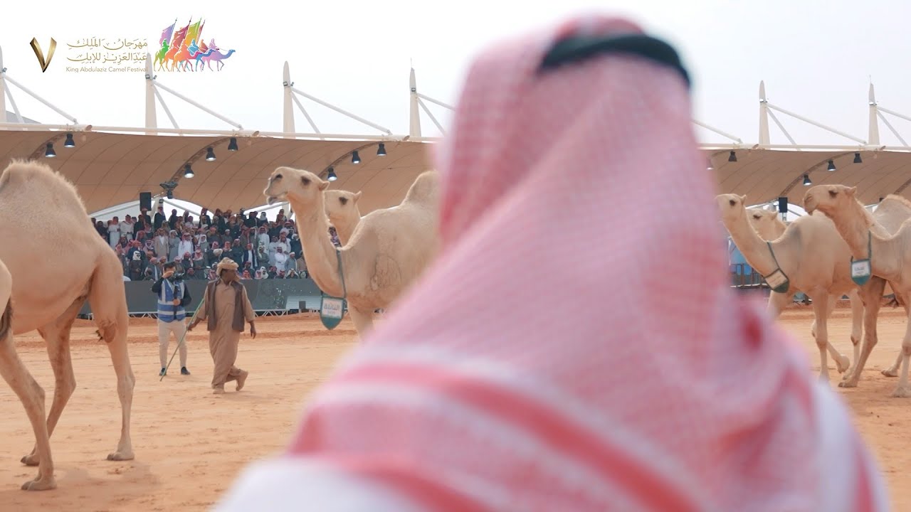 جل لون الشقح | #مهرجان_الملك_عبدالعزيز_للإبل7‬⁩