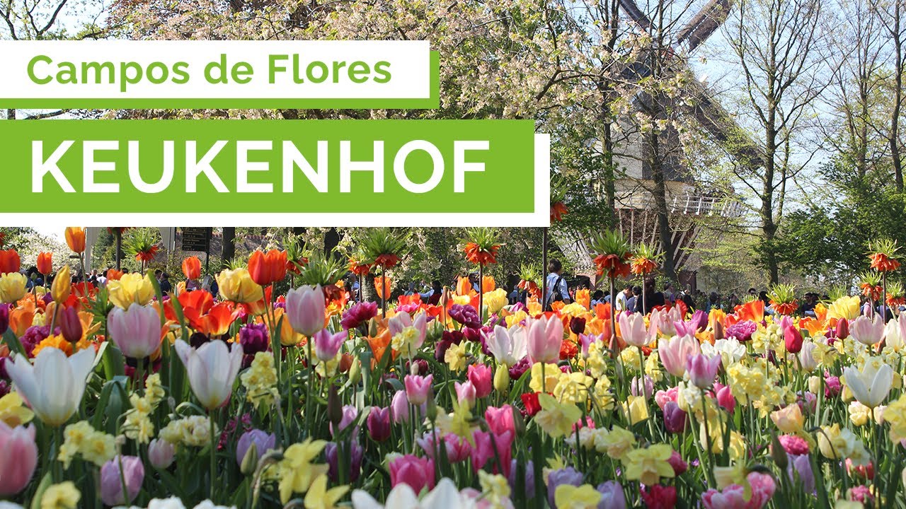 KEUKENHOF: Campos de Flores // Holanda