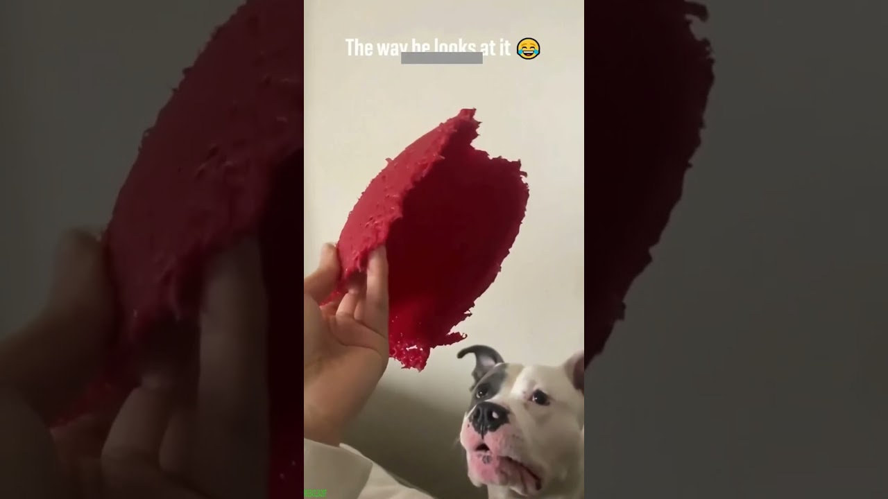 Funny Pets 🥰 kitten meowing crying 🐱 #funanimals Part 3839