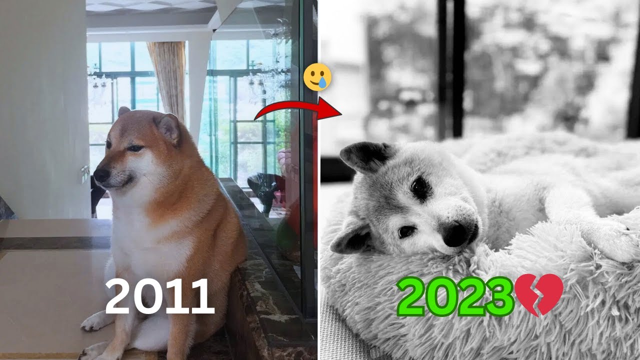 Where Are These Iconic Animals Meme Legends Now? 🥲