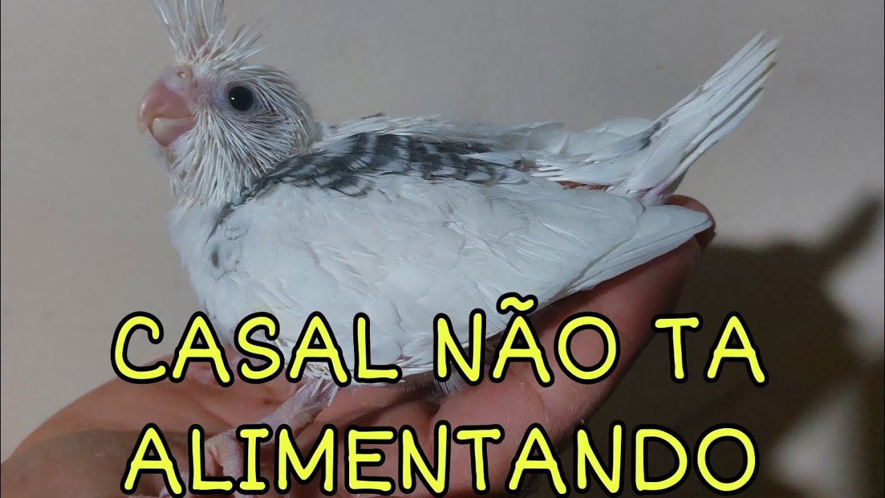 MEU CASAL DE CALOPSITAS ABANDONOU OS FILHOTES. (como devo agir )