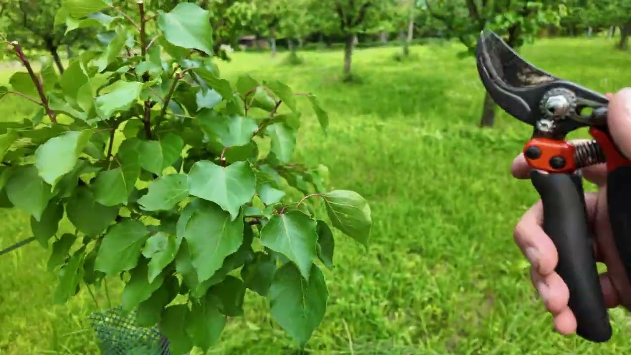 ✂️ Šittův řez meruněk 2025–tohle doporučuji všem pěstitelům!🍑Proč a jak ho dělat správně? Radkův sad